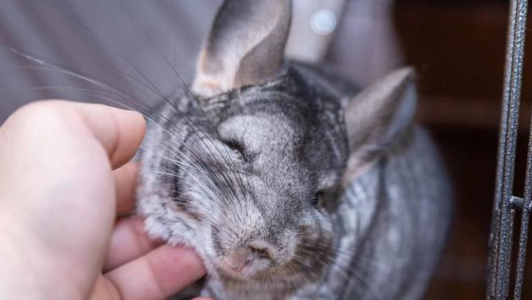 Chinchilla Health