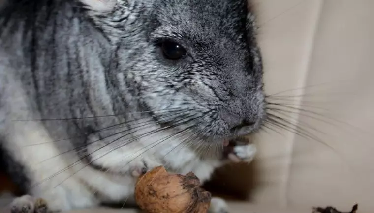 Chinchilla Diet