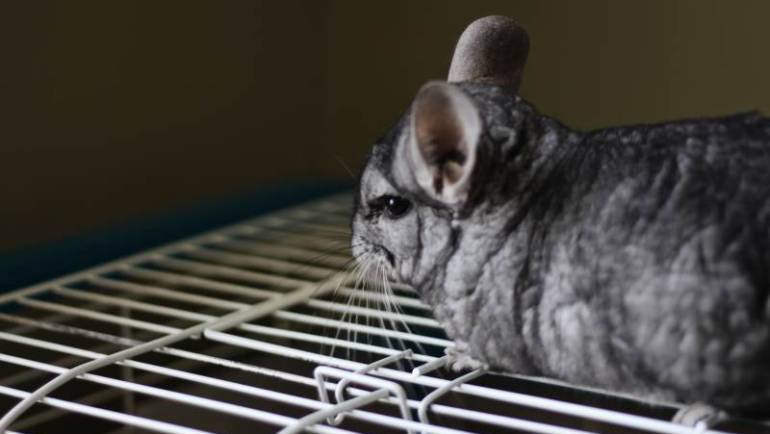 Chinchilla Housing