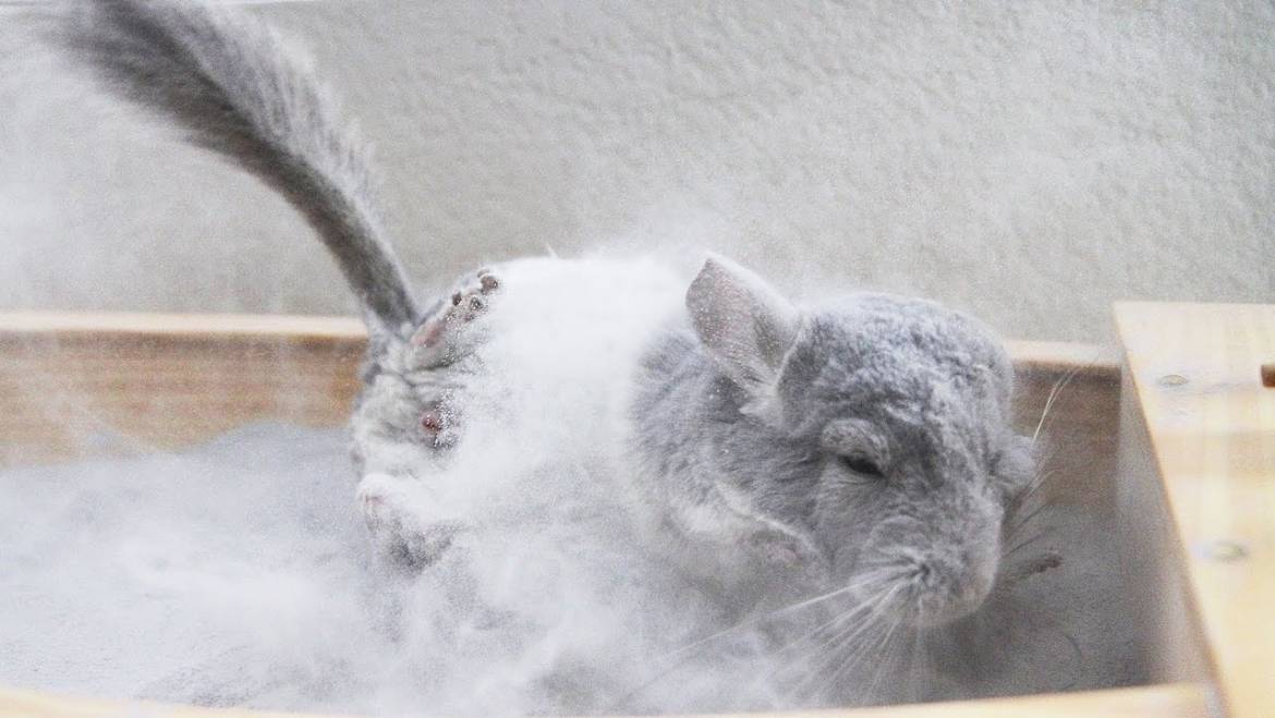 Chinchilla Breeding