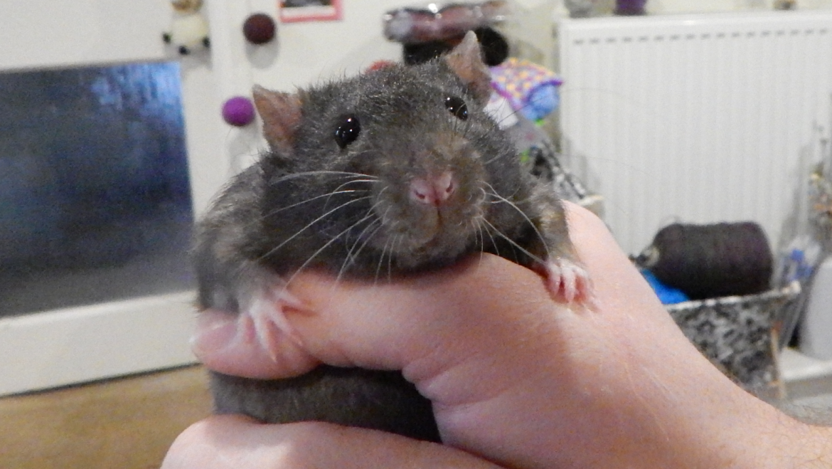 Rats and Chinchillas: An Unlikely Friendship