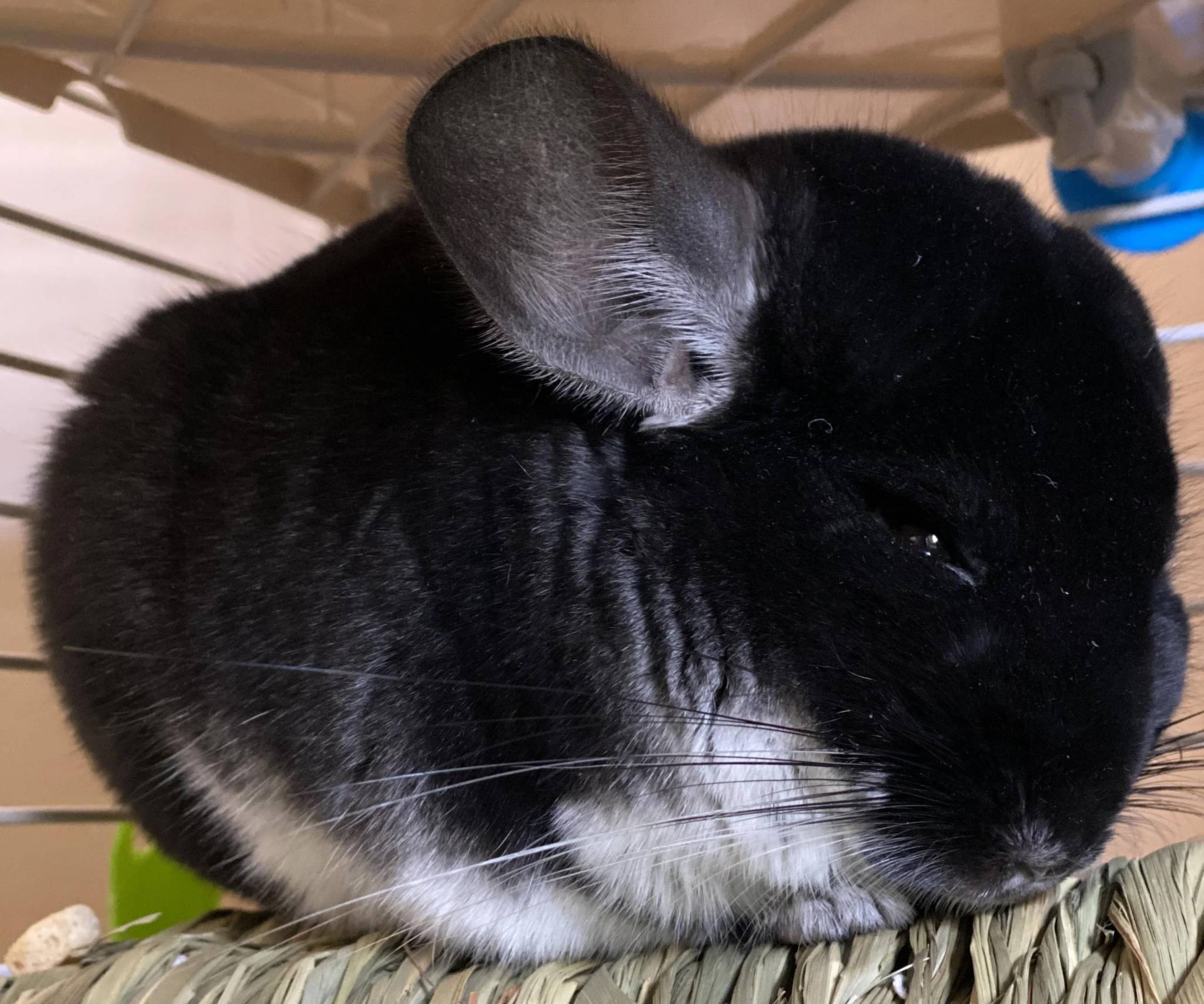 Chinchilla Breeds and Color Variations: A Comprehensive Guide - ChinHelp