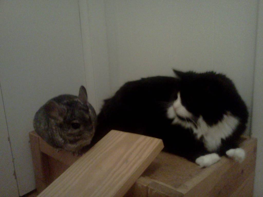 cat and chinchilla