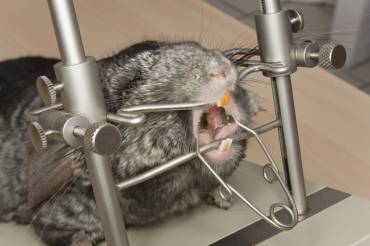 Chinchilla Dental Health: Facts, Problems, and Prevention