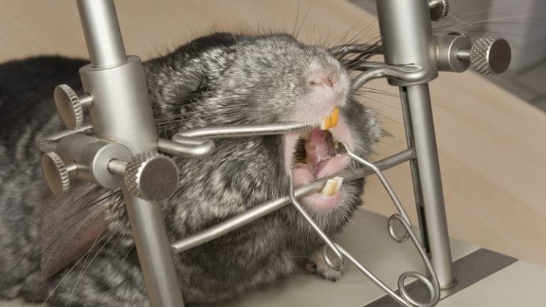 Chinchilla Dental Health: Facts, Problems, and Prevention