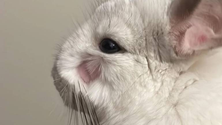 Don’t Panic: Common Causes of Hair Loss in Chinchillas