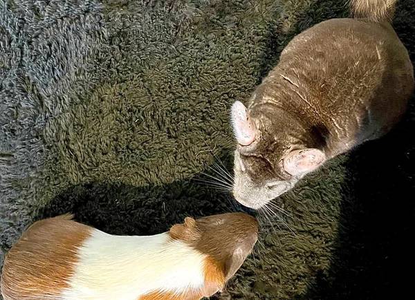 Roommates or Rivals? Living with Guinea Pigs and Chinchillas