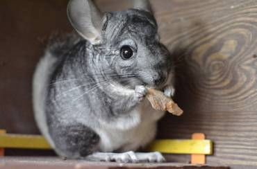 From the Wild to Your Home: A Comprehensive Look at Chinchilla Nutrition