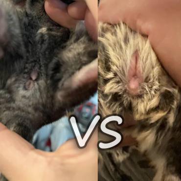 Male vs Female Chinchillas: Understanding the Differences