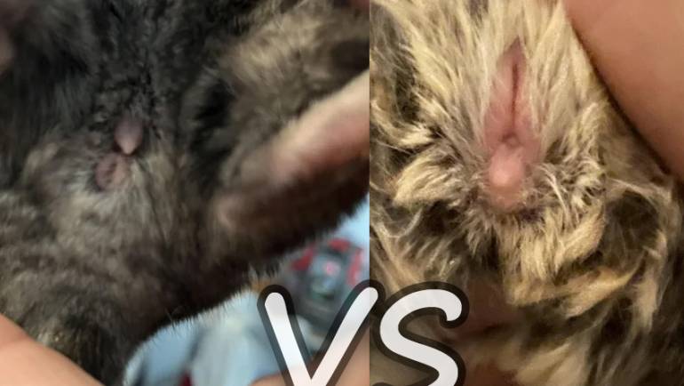 Male vs Female Chinchillas: Understanding the Differences