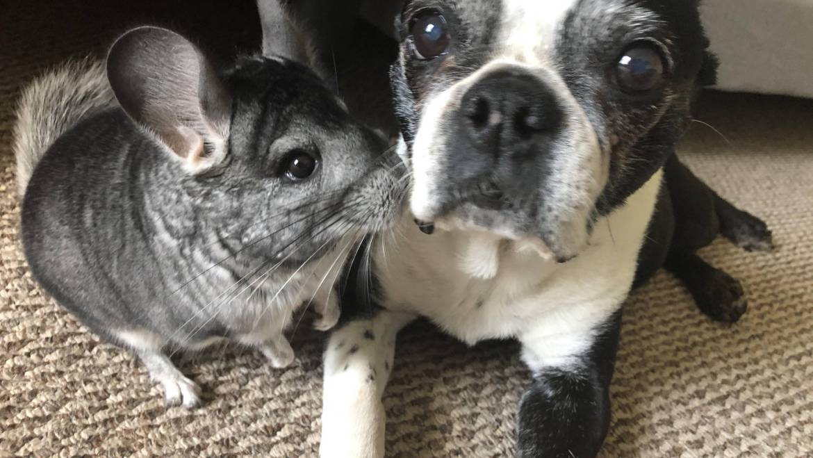 A Delicate Balance: Tips for Keeping Dogs and Chinchillas Together