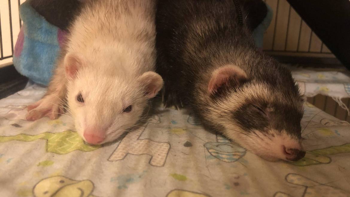The Odd Couple: Ferrets and Chinchillas Living in Harmony