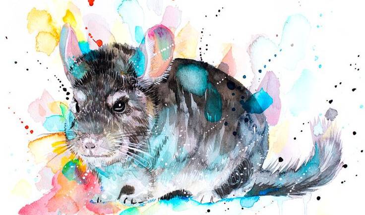 How to Safely Remove Paint from Your Chinchilla’s Fur: A Step-by-Step Guide