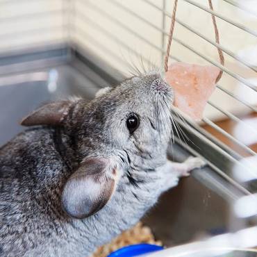 To Salt Lick or Not to Salt Lick: Do Chinchillas Need Them?