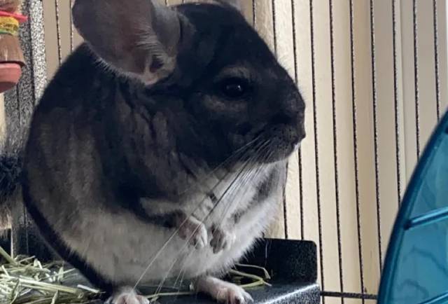 Understanding Bloating in Chinchillas: Causes, Symptoms, and Treatment