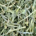 chinchilla alfalfa hay