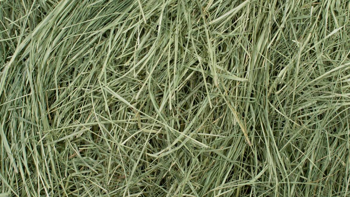 A Nutritional Breakdown of Bermuda Hay for Your Chinchilla’s Health