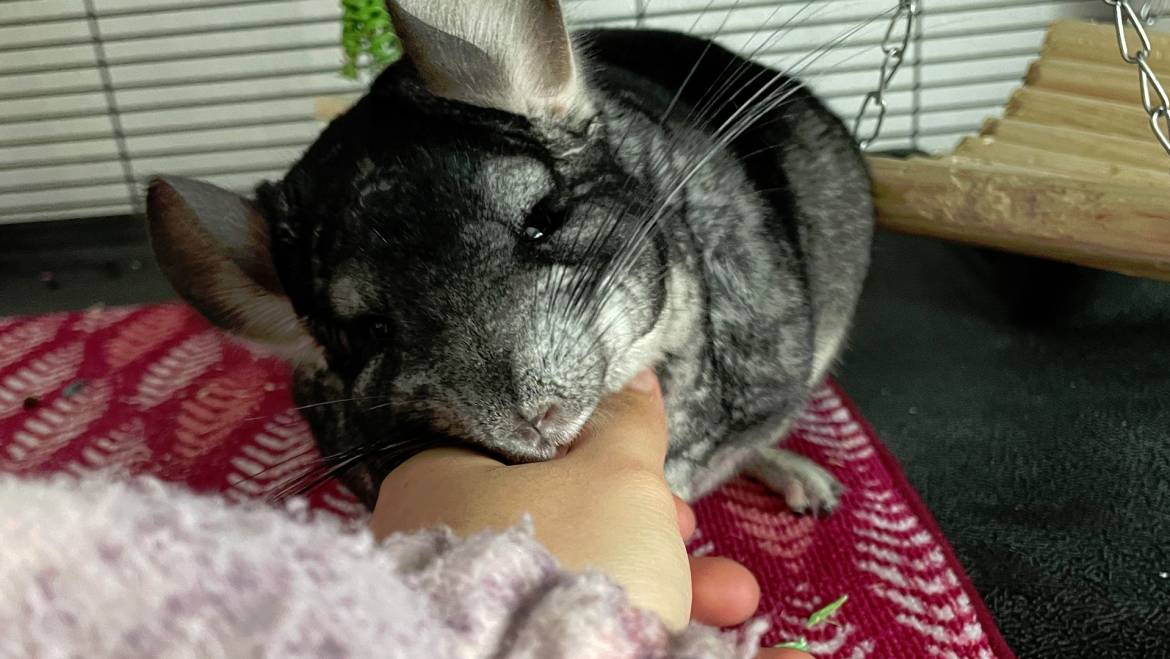 The Importance of Emotional Wellness in Chinchillas and How to Support Them