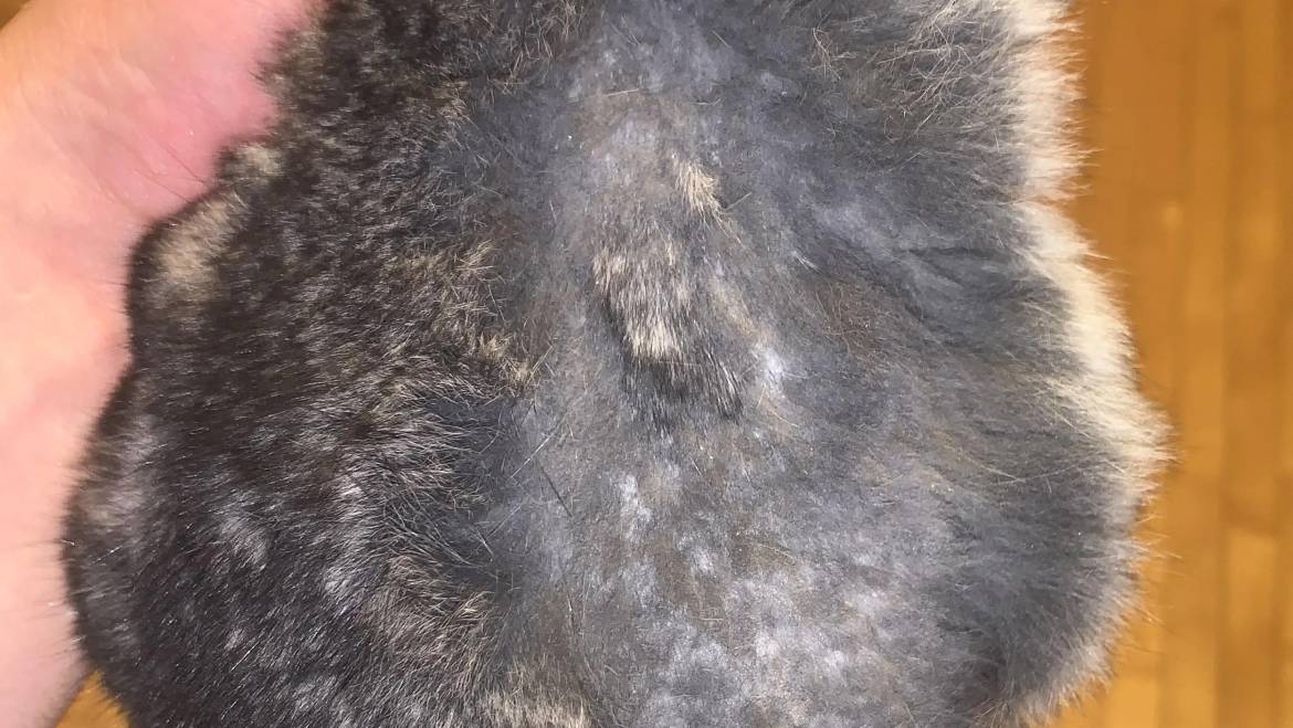 Chinchilla Fur Barbering: What it is, Causes, Symptoms, and How to Treat It
