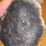 chinchilla fur barbering