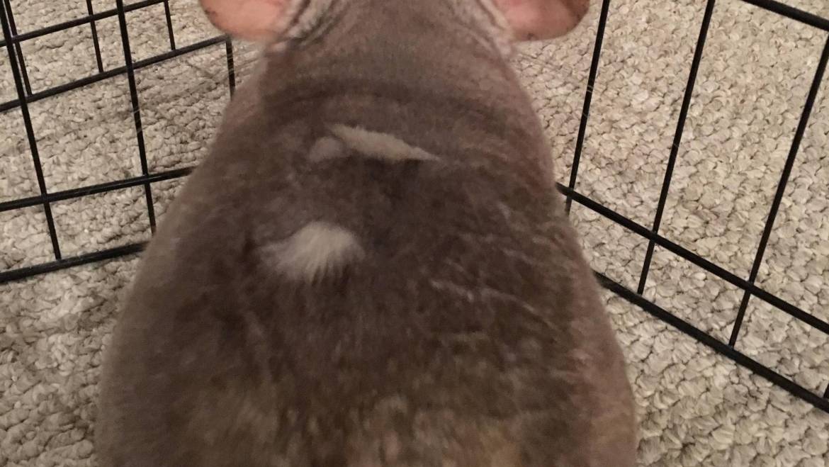 Dealing with Fur Slip in Chinchillas: A Comprehensive Guide