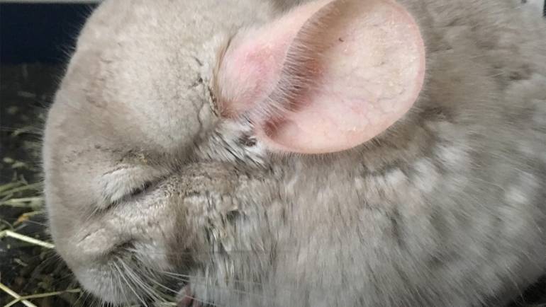 Understanding and Preventing Gastrointestinal Stasis in Your Chinchilla