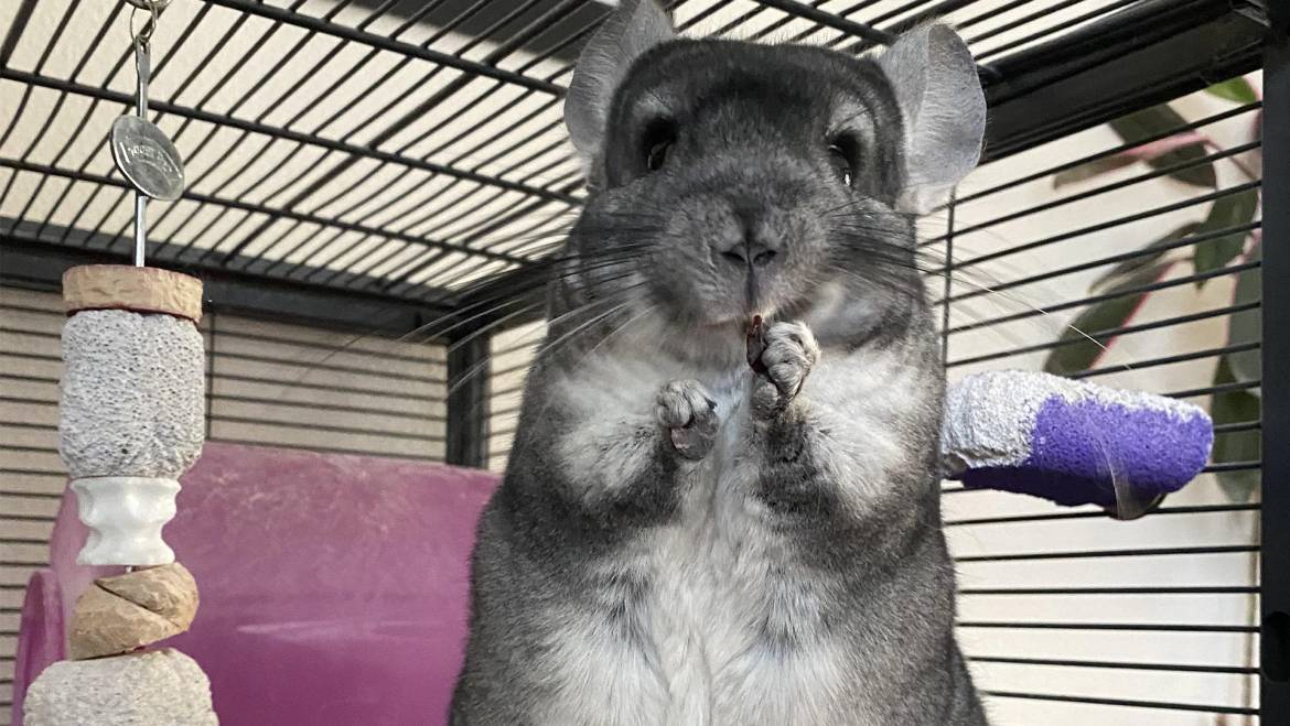 A Guide to Liver Disease in Chinchillas: Causes, Symptoms, and Care