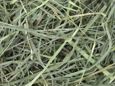 Understanding the Nutritional Benefits of Orchard Grass Hay for Chinchillas