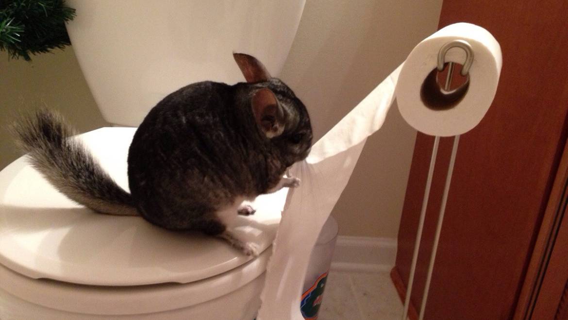 Potty Training Your Chinchilla: A Guide for Happy Pets and Clean Homes