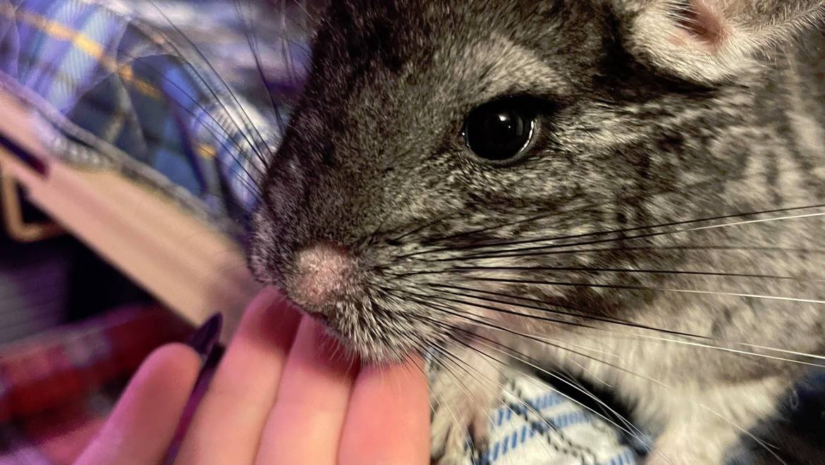 The Guide to Managing Ringworm in Chinchillas