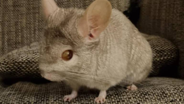 Toxoplasmosis in Chinchillas: Causes, Symptoms, and Treatment