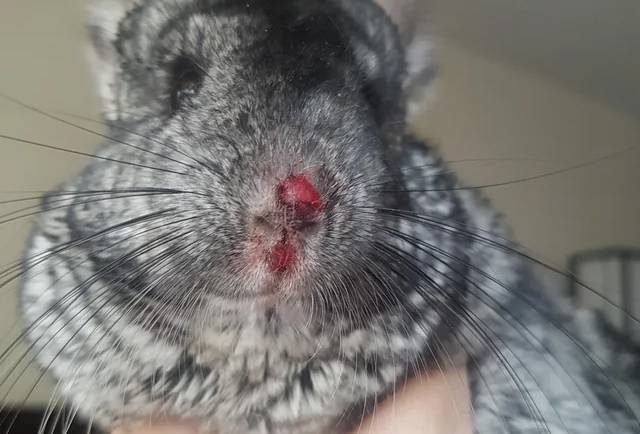 When Accidents Happen: How to Help Your Injured Chinchilla