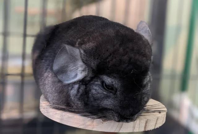 Common Mental Health Problems in Chinchillas and How to Help Them