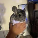 holding chinchilla first time bonding