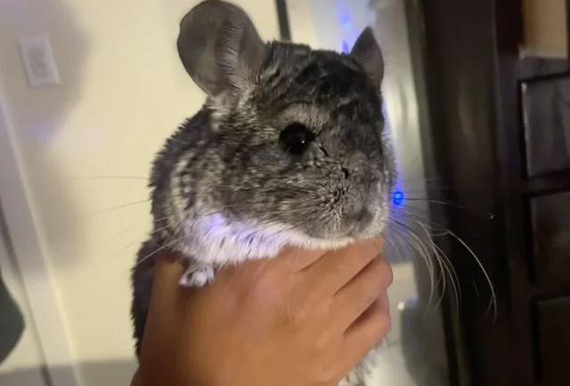 Safe and Comfortable Techniques for Handling Your New Chinchilla