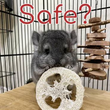 Loofah for Chinchilla Cage Accessories: Safe or Not?