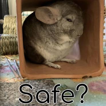 Terracotta: A Safe Addition to Your Chinchilla’s Cage Accessories?