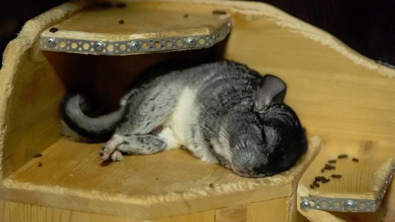 The Danger of Lethargy in Chinchillas: How to Identify and Treat the Issue