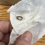 male chinchilla penis hair ring