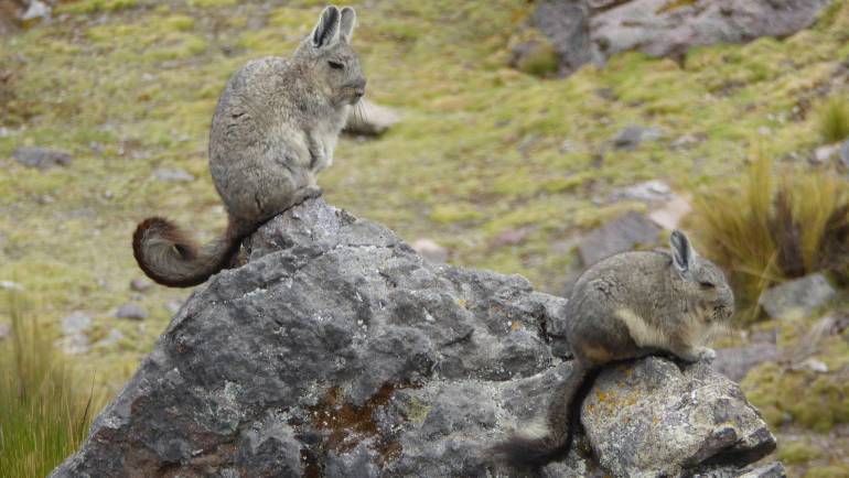 What’s on the Menu for Wild Chinchillas? A Comprehensive Guide to their Natural Diet