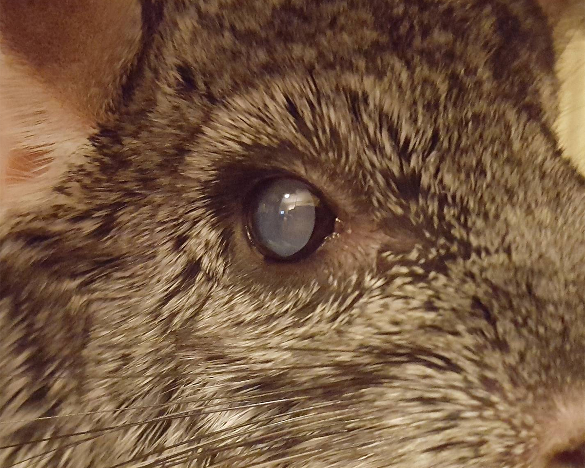 Keeping An Eye Out: Understanding Eye Problems in Chinchillas - ChinHelp
